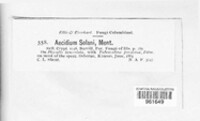 Aecidium ghesquierei image